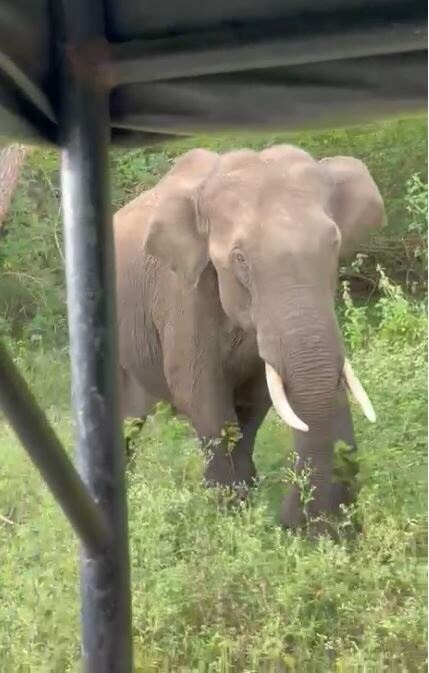 Wild Elephant Attack on Tourists