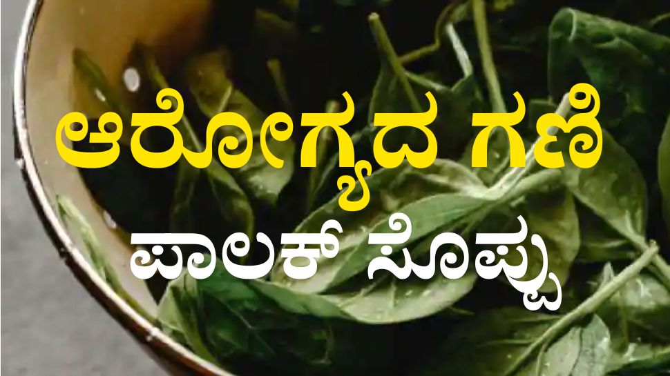 Consume spinach for better health ಉತ್ತಮ ಆರೋಗ್ಯಕ್ಕೆ ತಪ್ಪದೇ ಸೇವಿಸಿ ಪಾಲಕ್ ಸೊಪ್ಪು News in Kannada