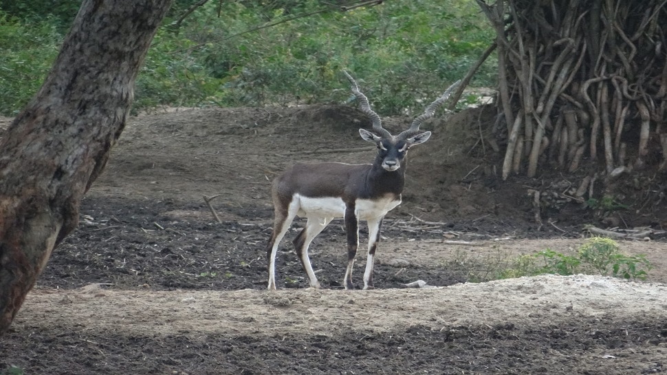 Corona effect on zoos in Karnataka 