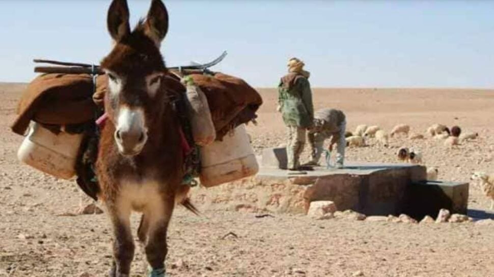 donkey-export-in-pakistan-pak-earns-millions-by-exporting-donkies-to