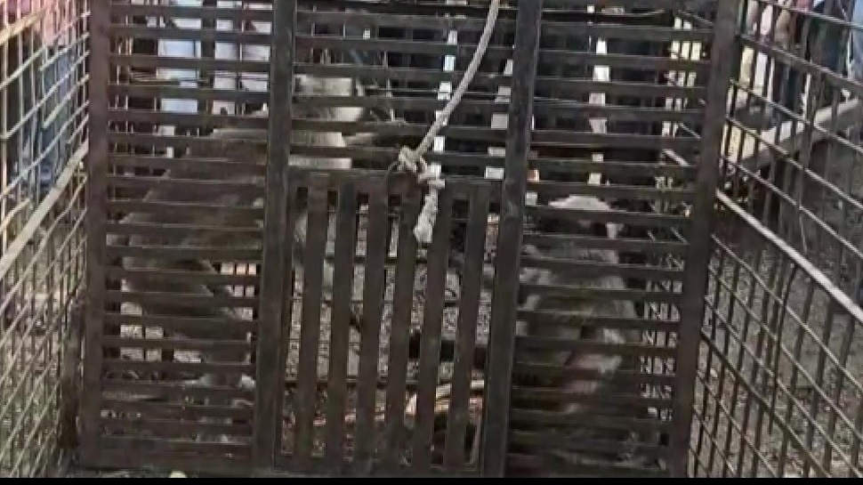 2 monkeys involved in killing of over 250 dogs captured 