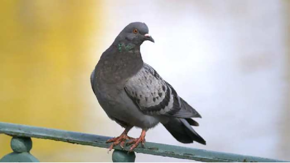 know pigeon nest in house is good or bads-for-you pigeon sign of ...