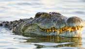 The Nile Crocodile: 300 ಜನರನ್ನು ನುಂಗಿ ನೀರು ಕುಡಿದ ಮೊಸಳೆ ಇದು