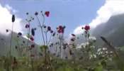 Valley of Flowers: ಭೂಲೋಕದ ಸ್ವರ್ಗದಂತಿದೆ ಈ &#039;ಹೂಗಳ ಕಣಿವೆ&#039;  