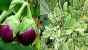 Benefits of Brinjal Leaves : ಆರೋಗ್ಯಕ್ಕೆ ತುಂಬಾ ಪ್ರಯೋಜನಕಾರಿ &#039;ಬದನೆಕಾಯಿ ಎಲೆಗಳು&#039; : ಇಲ್ಲಿದೆ ಅದರ ಪ್ರಯೋಜನಗಳು!