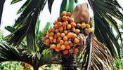 Arecanut Price: ಕರ್ನಾಟಕದ ಮಾರುಕಟ್ಟೆಯಲ್ಲಿ ಅಡಿಕೆಗೆ ಸಿಗುತ್ತಿದೆ ಬಂಪರ್ ಬೆಲೆ
