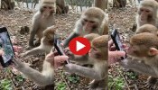 Monkeys Funny Video: ಮಂಗಗಳ ಕೈಗೆ ಸ್ಮಾರ್ಟ್‌ಫೋನ್‌ ಕೊಟ್ಟು ವಿಡಿಯೋ ತೋರಿಸಿದಾಗ ಹೇಗಿರುತ್ತೆ...! ನೋಡಿ ಈ ತಮಾಷೆಯ ವಿಡಿಯೋ