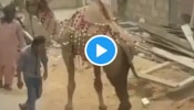 Camel Viral Video: ತನಗೆ ತೊಂದರೆ ಕೊಡಲು ಬಂದವನಿಗೆ ತಕ್ಕ ಪಾಠ ಕಲಿಸಿದ ಒಂಟೆ ವಿಡಿಯೋ ವೈರಲ್