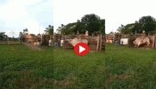 Viral Video: ಸವಾರಿ ಮಾಡಲು ಗೂಳಿ ಮೇಲೆ ಏರಿದವನಿಗೆ ಆಯಿತು ತಕ್ಕ ಶಾಸ್ತಿ 
