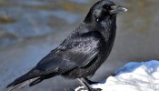 Good And Bad Indications Of Crow: ಶುಭ ಹಾಗೂ ಅಶುಭಗಳ ಕುರಿತು ತುಂಬಾ ಮಹತ್ವದ ಸಂಕೇತಗಳನ್ನು ನೀಡುತ್ತದೆ ಯಮದೂತ ಕಾಗೆ
