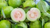 Side Effects of Guava: ಈ ಜನರೂ ಮರೆತೂ ಕೂಡ ಸೀಬೆ ಹಣ್ಣನ್ನು ಸೇವಿಸಬಾರದು