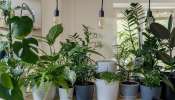 Plants for Vastu: ಈ ಶಕ್ತಿಶಾಲಿ ಗಿಡಗಳನ್ನು ಮನೆಯಲ್ಲಿಟ್ಟರೆ ಅಧಿಕಾರ-ಸಂಪತ್ತು ಒಟ್ಟಿಗೆ ಒಲಿಯುತ್ತದೆ