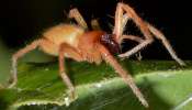 Dangerous Spiders: ಹಾವಿಗಿಂತಲೂ ಹೆಚ್ಚು ವಿಷಕಾರಿ ಜೇಡಗಳು! ಕಚ್ಚಿದ ತಕ್ಷಣ ಸಾವು ಖಚಿತ