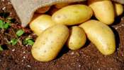 Potato: ಈ ಬಟಾಟಿ ಬೆಲೆ ಬಂಗಾರಕ್ಕಿಂತ ದುಬಾರಿ! ಕೆಜಿ ಆಲೂಗಡ್ಡೆಗೆ ₹50,000 