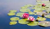 Lotus Flower: ಮನಸ್ಸಿನ ಒತ್ತಡ ಕಡಿಮೆ ಮಾಡಲು ಮನೆಯಲ್ಲಿ ಈ ಹೂವನ್ನು ಬೆಳೆಯಿರಿ