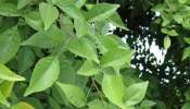 Bilva Patra leaf Benefits: ಮನೆಯ ಈ ಭಾಗದಲ್ಲಿ ಈ ಎಲೆಯನ್ನು ಇಟ್ಟರೆ ಒಂದೇ ವಾರದಲ್ಲಿ ಊಹಿಸಿರದ ಯಶಸ್ಸು ಲಭ್ಯ
