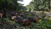 Forest destruction: ಕಾಲುವೆ ನೆಪಕ್ಕೆ ಔಷಧಿ ಸಸ್ಯಗಳು ಬಲಿ