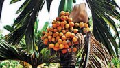 Arecanut today price: ರಾಜ್ಯದ ಮಾರುಕಟ್ಟೆಯಲ್ಲಿ ಬುಧವಾರದ ಅಡಿಕೆ ಧಾರಣೆ