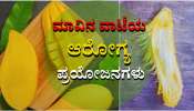 ಆರೋಗ್ಯಕ್ಕೆ ಮಾವಿನ ಹಣ್ಣು ಮಾತ್ರವಲ್ಲ ಮಾವಿನ ವಾಟೆಯೂ ತುಂಬಾ ಪ್ರಯೋಜನಕಾರಿ