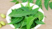 Neem Leaf Health Benefits: ಬೇವಿನ ಎಲೆಯ ಅದ್ಭುತ ಆರೋಗ್ಯ ಪ್ರಯೋಜನಗಳು  