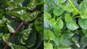 Spinach Benefits: ಬಸಳೆ ಬಳ್ಳಿ ಬಗ್ಗೆ ಬಲ್ಲಿರಾ...ಅದರ ಸೇವನೆಯಿಂದ ಆರೋಗ್ಯಕ್ಕಿದೆ ಹಲವಾರು ಪ್ರಯೋಜನಗಳು!
