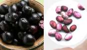 Blue Berry Seeds Benefits: ನೇರಳೆ ಹಣ್ಣು, ಬೀಜದಲ್ಲಿ ಅಡಗಿದೆ ಆರೋಗ್ಯದಾಯಕ ಗುಣ!
