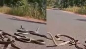 Viral Video: ನಡುರಸ್ತೆಯಲ್ಲಿ ಒಂದೇ ಬಾರಿ 10 ಹಾವುಗಳ ಮಿಲನ.. ಮೈಝುಮ್ಮೆನ್ನಿಸುವ ವಿಡಿಯೋ ವೈರಲ್‌ 