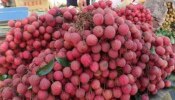 Lychee fruit health benefits: ಲಿಚ್ಚಿ ಹಣ್ಣು ಸೇವಿಸಿದ್ರೆ ಇಷ್ಟೆಲ್ಲಾ ಆರೋಗ್ಯ ಪ್ರಯೋಜನಗಳಿವೆ