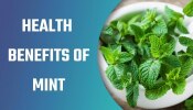 Health Benefits of Peppermint: ಪುದೀನಾ ಸೇವನೆಯಿಂದ ಇಷ್ಟೆಲ್ಲಾ ಆರೋಗ್ಯ ಪ್ರಯೋಜನಗಳಿವೆ