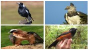 Deadliest Birds: ಇವೇ ನೋಡಿ ಪ್ರಪಂಚದ ಅತ್ಯಂತ ಅಪಾಯಕಾರಿ ಪಕ್ಷಿಗಳು!   