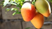Mango In Diabetes: ಮಧುಮೇಹದಿಂದ ಬಳಲುತ್ತಿರುವ ವ್ಯಕ್ತಿಯು ಮಾವಿನಹಣ್ಣು ತಿಂದರೆ ಏನಾಗುತ್ತೆ?