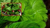 Benefits Of Betel Leaves: ವೀಳ್ಯದೆಲೆಯ ಅದ್ಭುತ ಆರೋಗ್ಯ ಪ್ರಯೋಜನಗಳು