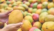 Mango Selection Tips: ಬಣ್ಣಕ್ಕೆ ಮರುಳಾಗಬೇಡಿ.. ಸಿಹಿಯಾದ ಮಾವಿನ ಹಣ್ಣನ್ನು ಹೀಗೆ ಆಯ್ಕೆ ಮಾಡಿ..!