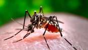 Dengue mosquito : ಸೊಳ್ಳೆ ಕಚ್ಚಿ ಎಷ್ಟು ದಿನಗಳ ನಂತರ ಡೆಂಗ್ಯೂ ಬರುತ್ತದೆ.. ತಡೆಯುವುದು ಹೇಗೆ..?