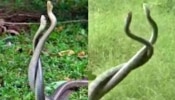 Snake Video: ಹಸಿರು ಗದ್ದೆಯ ನಡುವೆ ಹಾವುಗಳ ಸರಸ.. ಅಪರೂಪದ ವಿಡಿಯೋ ವೈರಲ್  