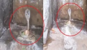 Viral Video: ಶಿವಲಿಂಗಕ್ಕೆ ಸುತ್ತಿಕೊಂಡ ನಾಗರಹಾವು; ಇದು ಪವಾಡ ಎಂದ ಭಕ್ತರು!