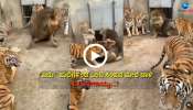 Tigers Attack On Lion: ಒಂಟಿ ಸಿಂಹದ ಮೇಲೆ ಐದು ಹುಲಿಗಳಿಂದ ದಾಳಿ, ಮುಂದೇನಾಯ್ತು... ವಾಚ್ ವೈರಲ್ ವಿಡಿಯೋ 