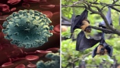 Nipah virus: ವಿದ್ಯಾರ್ಥಿನಿ ಸಾವಿನ ನಂತರ ಕೇರಳದಲ್ಲಿ ಎಚ್ಚರಿಕೆ, ಈ ಲಕ್ಷಣಗಳು ಕಾಣಿಸಿಕೊಂಡರೆ ಎಚ್ಚರ!