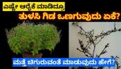 ನೀರು ಹಾಕಿದರೂ ಮನೆಯೊಳಗಿನ ತುಳಸಿ ಗಿಡ ಒಣಗುತ್ತದೆಯೇ? ಹಾಗಿದ್ರೆ ಈ ಟಿಪ್ಸ್‌ ಫಾಲೋ ಮಾಡಿ ಸದಾ ಹಚ್ಚಹಸಿರಾಗಿರುತ್ತೆ!!