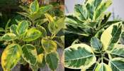 Vastu Plant: ಮನೆಯಲ್ಲಿ ಈ ಗಿಡವನ್ನು ಬೆಳೆಸುವುದರಿಂದ ಹಣದ ಸಮಸ್ಯೆ ನಿಮ್ಮ ಹತ್ತಿರ ಕೂಡ ಸುಳಿಯುವುದಿಲ್ಲ..!