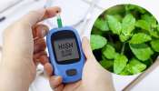 ಮಧುಮೇಹಕ್ಕೆ ಮನೆಯಂಗಳದ ಈ ಎಲೆಯೇ ರಾಮಬಾಣ.. ಖಾಲಿ ಹೊಟ್ಟೆಯಲ್ಲಿ ಎರಡು ಎಸಳು ತಿಂದ್ರೆ ಶುಗರ್‌ ಯಾವಾಗ್ಲೂ ನಾರ್ಮಲ್‌ ಇರುತ್ತೆ!!