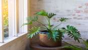 ಎಷ್ಟೇ ಸೆಖೆ ಇರಲಿ... ಮನೆಯೊಳಗೆ ಈ ಗಿಡ ಬೆಳೆಸಿದರೆ ಬಿರುಬೇಸಿಗೆಯಲ್ಲೂ ಕಾಶ್ಮೀರದಂತಹ ಅನುಭವ ಸಿಗುವುದು ಗ್ಯಾರಂಟಿ! ಎಸಿ, ಫ್ಯಾನ್ ಅಗತ್ಯವೇ ಇರಲ್ಲ