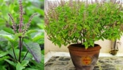 Holy Basil: ಚಳಿಗಾಲದಲ್ಲಿ ತುಳಸಿ ಗಿಡದ ಸರಿಯಾದ ಆರೈಕೆಗೆ ಈ ಸಿಂಪಲ್‌ ಟಿಪ್ಸ್‌ ಫಾಲೋ ಮಾಡಿ