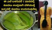 ಮನೆಯ ಮುಂದೆಯೇ ಸಿಗುವ ಈ ಎಲೆಯನ್ನ ಕುದಿಸಿ ಹಚ್ಚಿದ್ರೆ.. ಕಡುಕಪ್ಪು ಮೊನಕಾಲುದ್ದ, ಕೂದಲು ನಿಮ್ಮದಾಗುತ್ತವೆ!!  