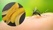 ಸಂಜೆಯಾದರೇ ಸೊಳ್ಳೆ ಕಾಟವೇ.. ಬಾಳೆಹಣ್ಣಿನ ಸಿಪ್ಪೆ ಹೀಗೆ ಬಳಸಿದರೆ ಒಂದೇ ಒಂದು ಸೊಳ್ಳೆಯೂ ಮನೆ ಒಳಗೆ ಸೇರುವುದಿಲ್ಲ! 