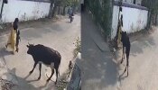 Viral Video: ರಸ್ತೆಯಲ್ಲಿ ಹೋಗುತ್ತಿದ್ದ ಮಗು, ಮಹಿಳೆಯ ಮೇಲೆ ಬೀದಿ ಹಸು ಅಟ್ಯಾಕ್! ವಿಡಿಯೋ ವೈರಲ್