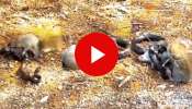 Viral video: ಅಯ್ಯೋ ದೇವರೇ ಮೂಕ ಪ್ರಾಣಿಗೆ ಇದೆಂತಹ ಶಿಕ್ಷೆ? ಮರಿಗಳನ್ನು ರಕ್ಷಿಸಿಕೊಳ್ಳಲು ವಿಷ ಸರ್ಪದ ಜೊತೆ ಕಾದಾಟಕ್ಕಿಳಿದ ಅಳಿಲು