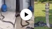 King Cobra Viral Video: 12 ಅಡಿ ಎತ್ತರದ ಕಾಳಿಂಗ ಸರ್ಪದ ಜೊತೆ ಭೀಕರ ಹೋರಾಟ.. ಹಾವು ಹಿಡಿಯಲು ಬಂದವನಿಗೆ ಜೀವ ಬಾಯಿಗೆ ಬಂದಿರುತ್ತೆ