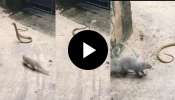 Snake Viral Video: &quot;ನಾನಾ..ನೀನಾ..&quot; ಅಂತ ವಿಷ ಸರ್ಪದ ಜೊತೆ ಭೀಕರ ಕಾಳಗಕ್ಕಿಳಿದ ಮುಂಗಿಸಿ! ಕೊನೆಗೆ ಗೆದ್ದಿದ್ದು ಯಾರು? ವಿಡಿಯೋ ನೋಡಿ