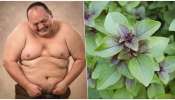 ಬೆಟ್ಟದಂತಹ ಕೊಬ್ಬನ್ನು ಬೆಣ್ಣೆಯಂತೆ ಕರಗಿಸುತ್ತೆ ಈ ಪವಿತ್ರ ಎಲೆ..! ಆರೋಗ್ಯಕ್ಕೆ ಯಾವುದೇ ಹಾನಿ ಇಲ್ಲ, ದುಡ್ಡು ಖರ್ಚಾಗಲ್ಲ..